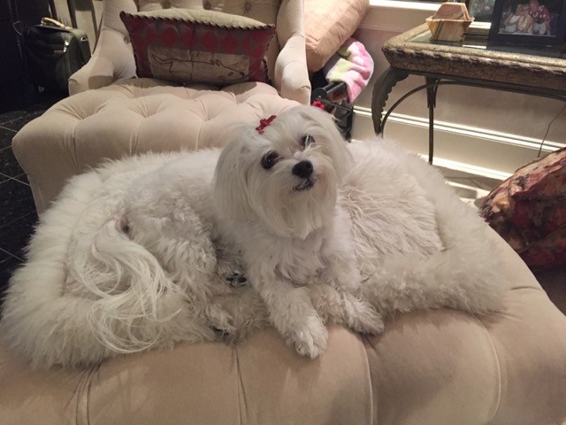 White dog laying on white alpaca pillow