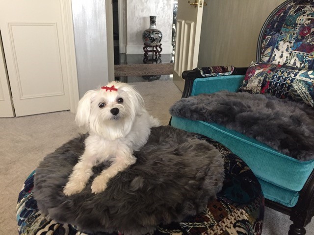 Pet dog takes a break on gray Suri Alpaca Pillow