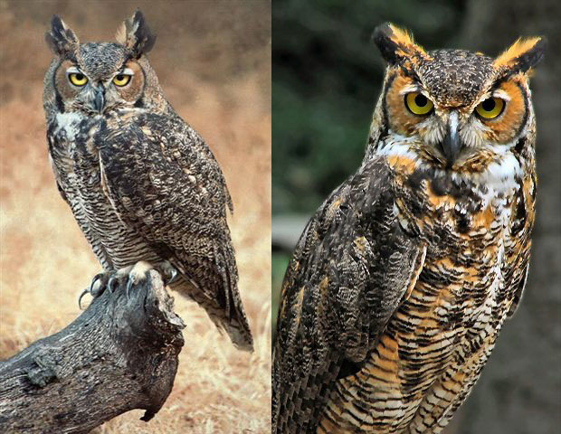 Real Owl Models for Custom Owl Alpaca Rug